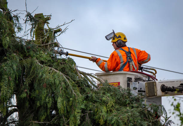 How Our Tree Care Process Works  in  Antwerp, OH