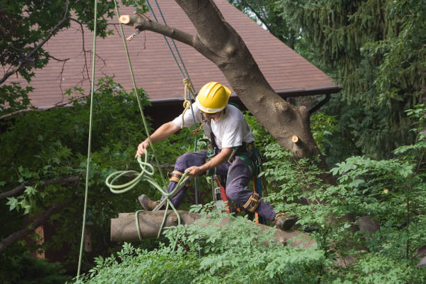 Best Tree and Shrub Care  in Antwerp, OH